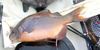 Perch1 thumb