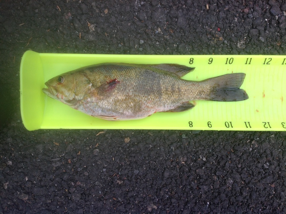 Smallie