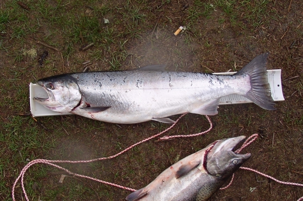 29.75 coho full