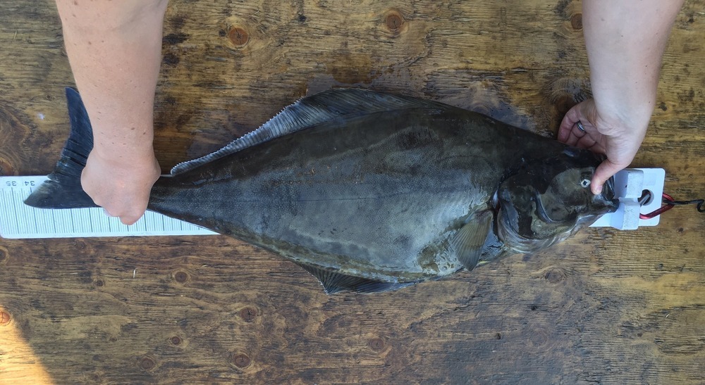 Halibut