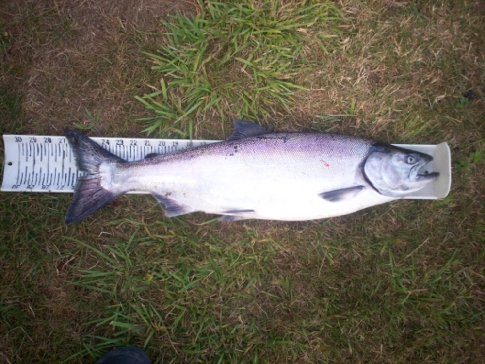 Salmon2