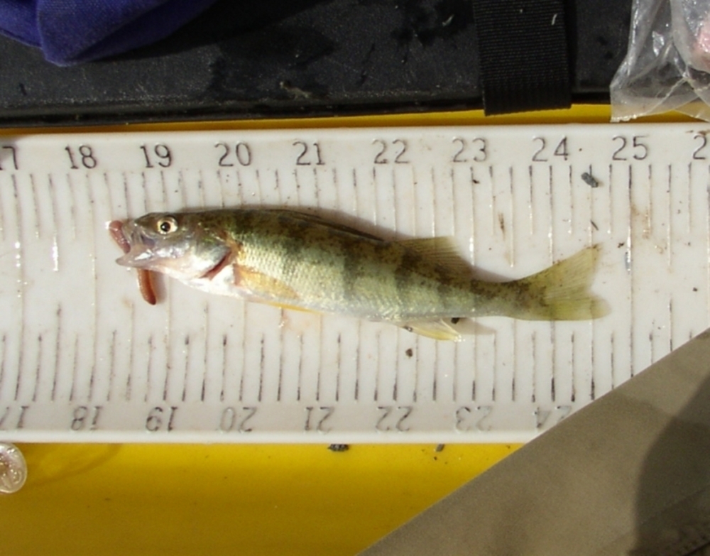 Taylor s 6.5 inch perch