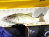 Kai s 8.875 inch lmb thumb