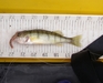 Kai s 6.5 inch perch thumb