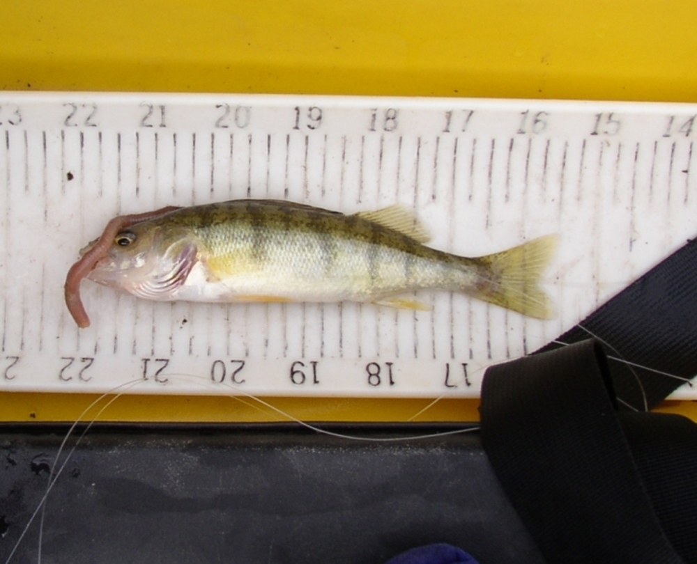 Kai s 6.5 inch perch