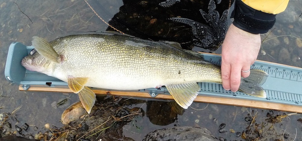 Walleye full