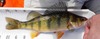 Dt yellowperch01a thumb