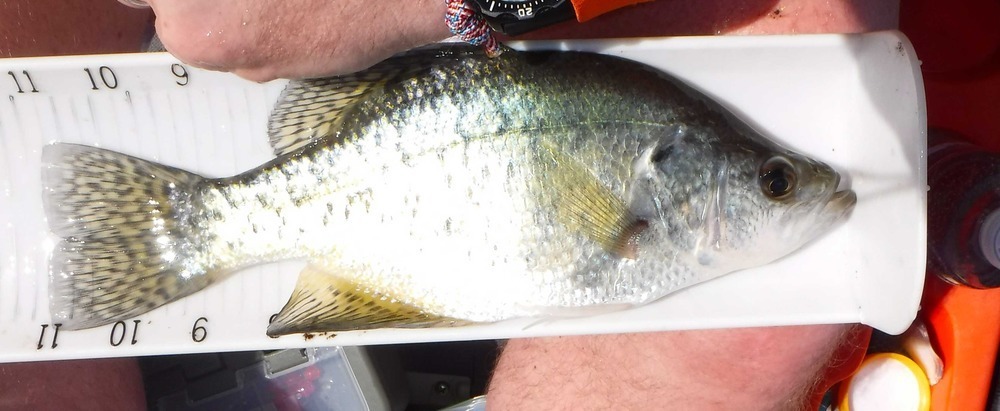 Dt crappie01a