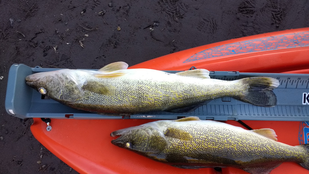 2017 walleye 1