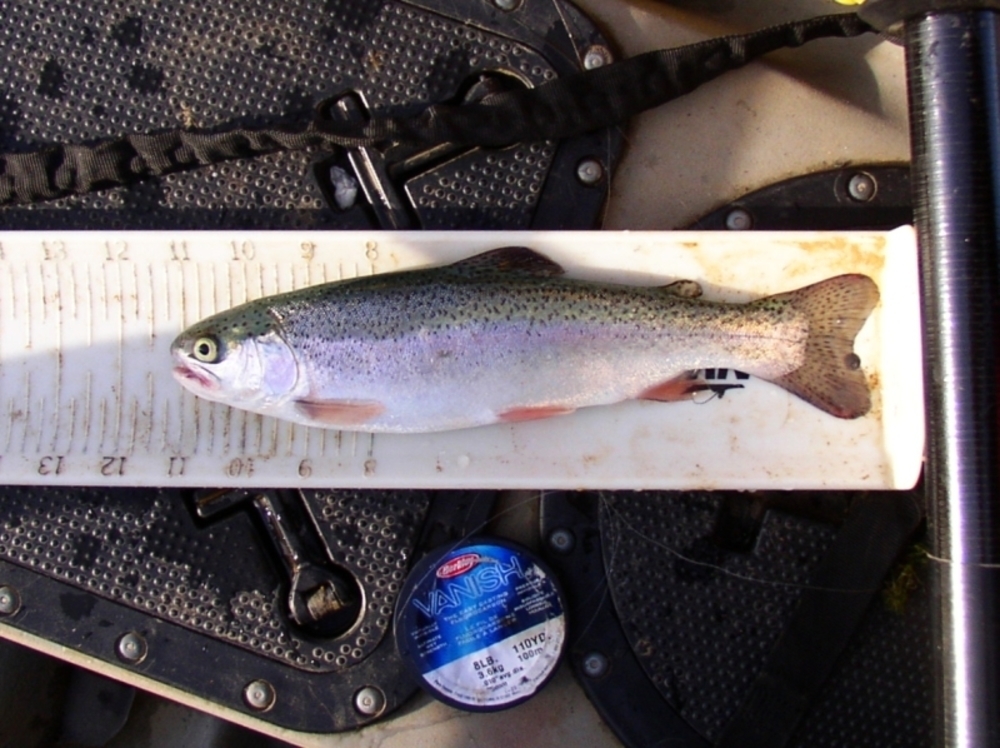 Spatter 11.25 trout