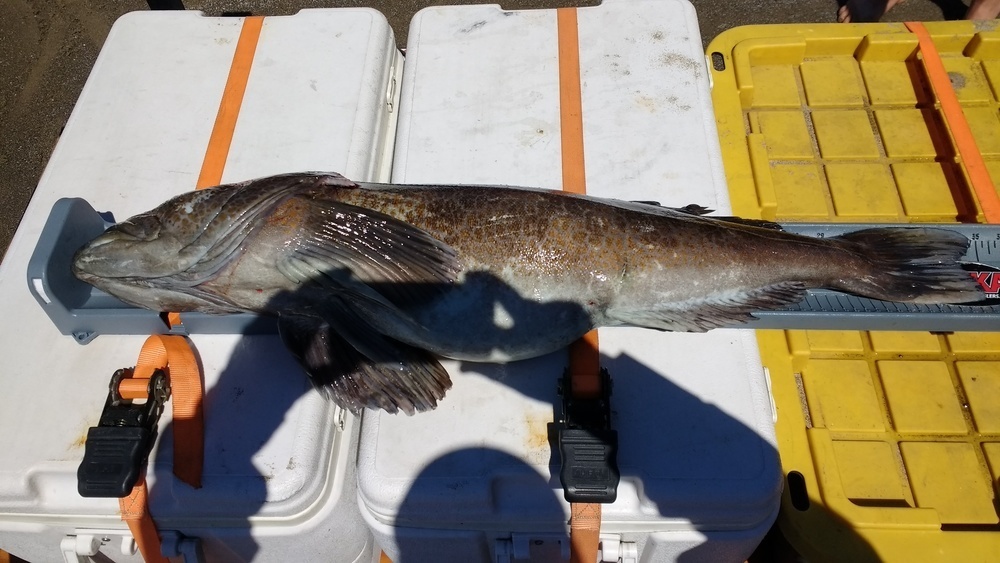 Lingcod 1