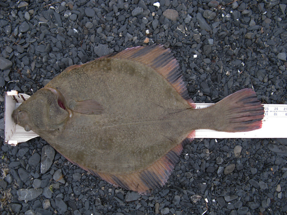 2017july14flounder24.75