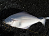 2017july8halibut57inch thumb