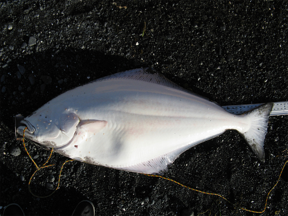 2017july8halibut57inch