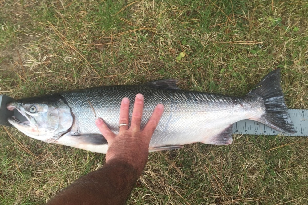 Whole coho