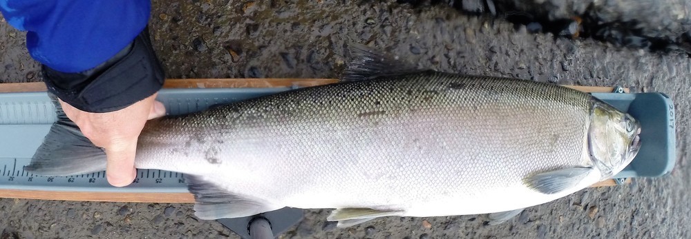 Coho full 3