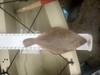 Sand sole thumb