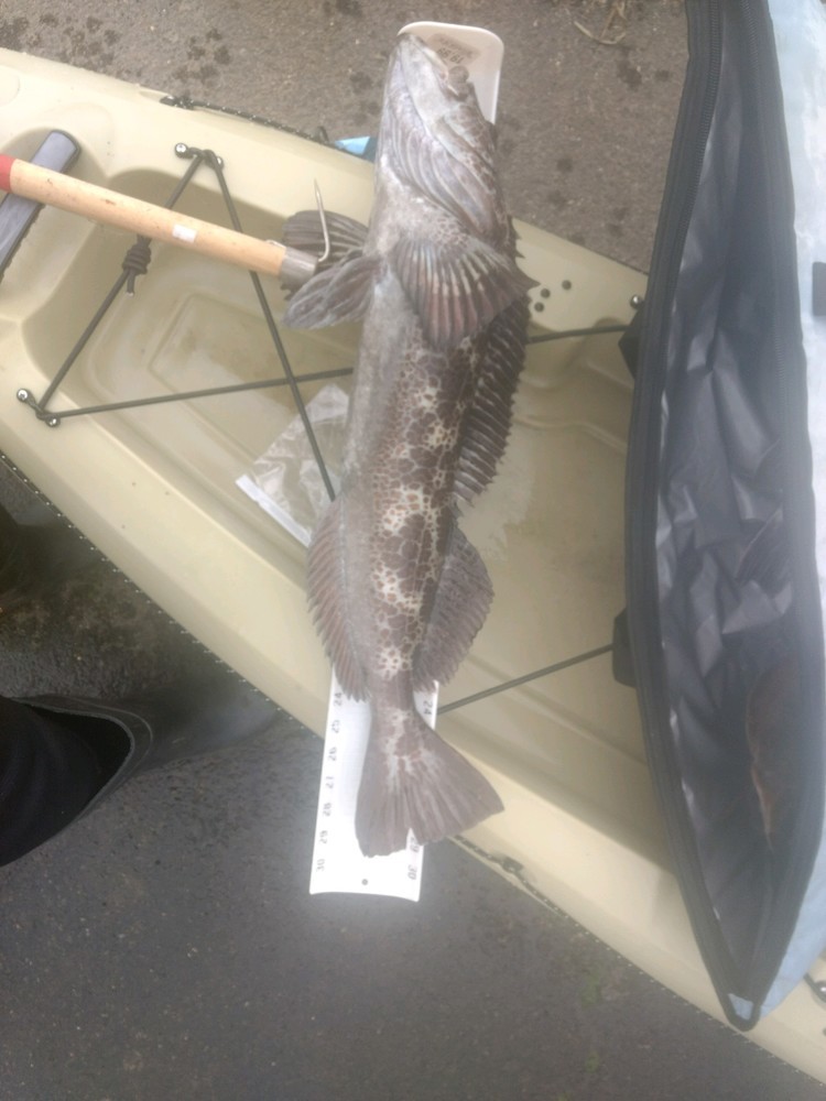 Lingcod upgrade