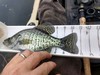 Crappie 1 thumb