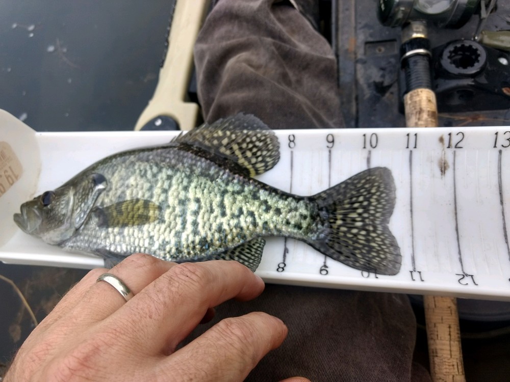 Crappie 1