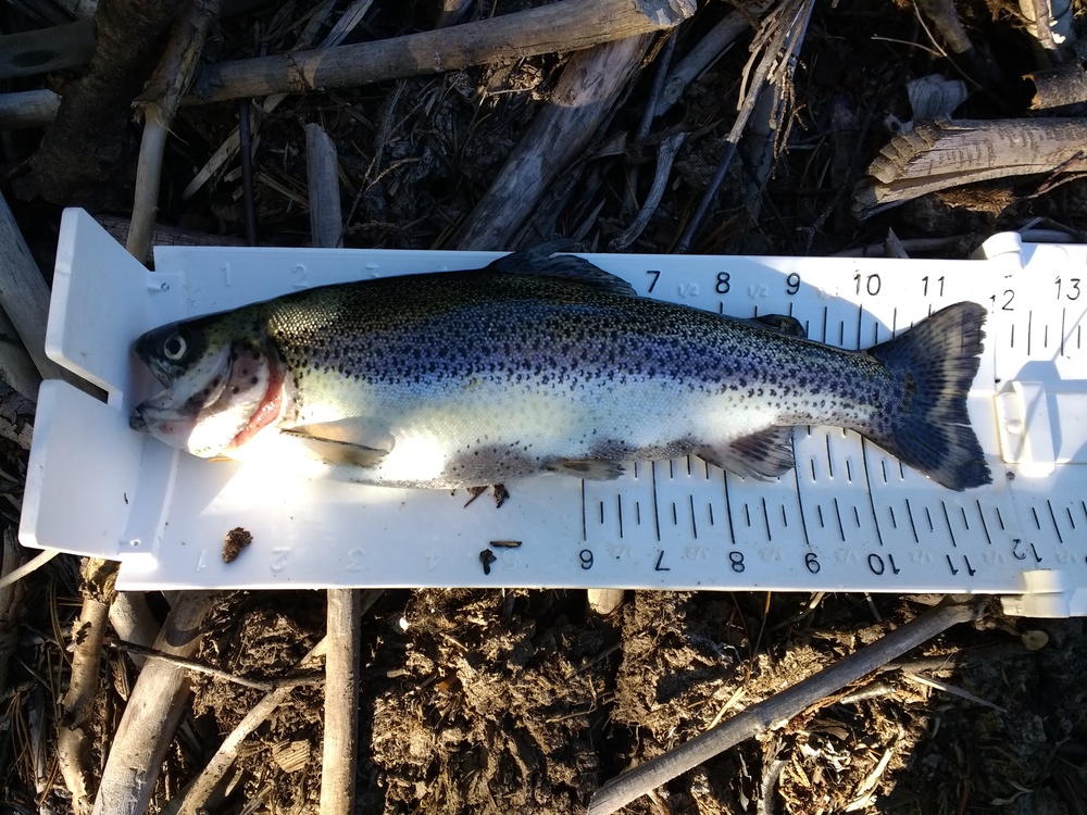 Trout1