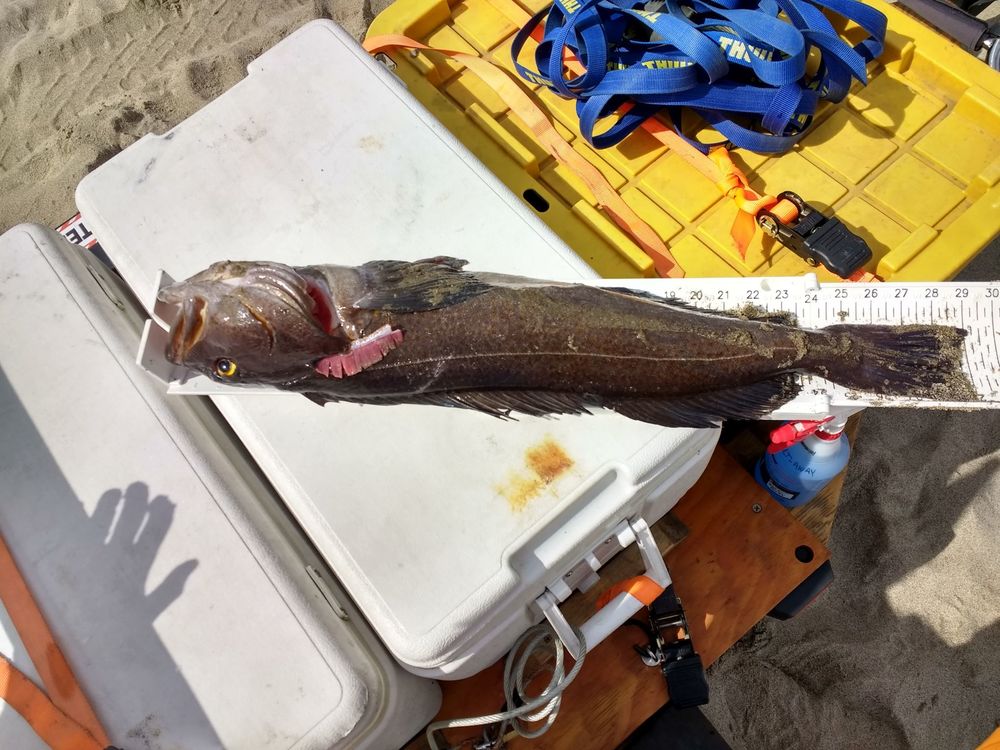 Lingcod  1 