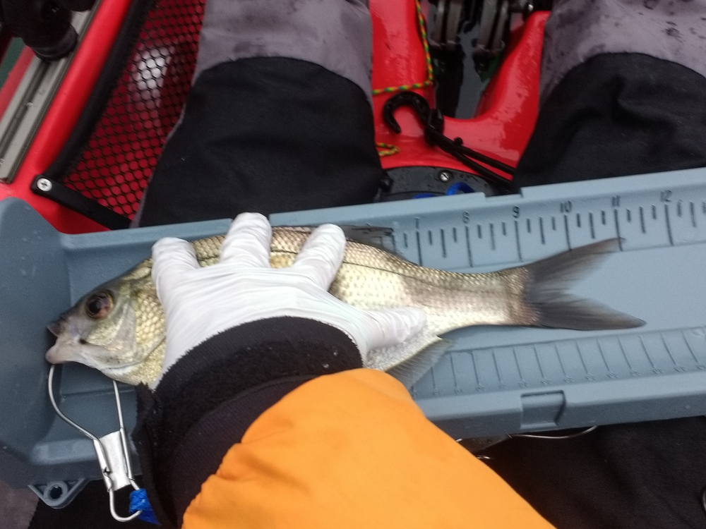 Perch1