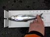 Aoty kokanee 1 thumb