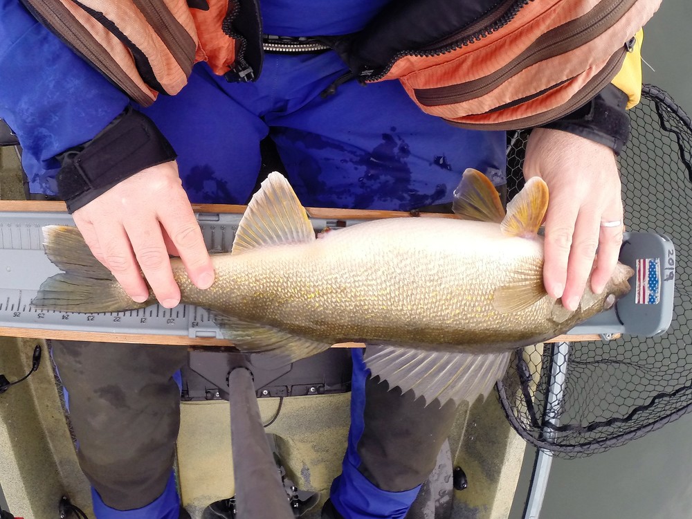 Walleye