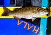 Smallmouth thumb