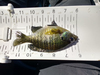 Tiny panfish thumb