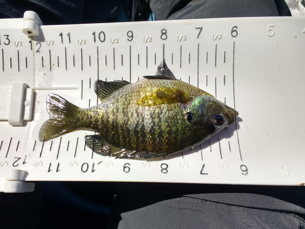 Tiny panfish