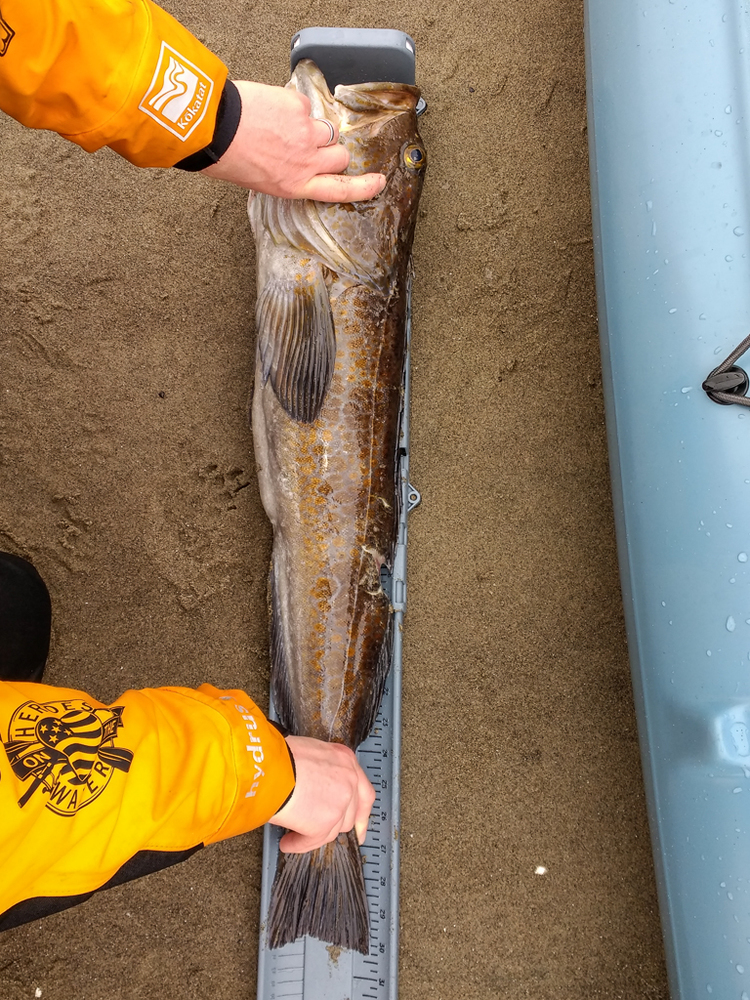 Lingcod 1