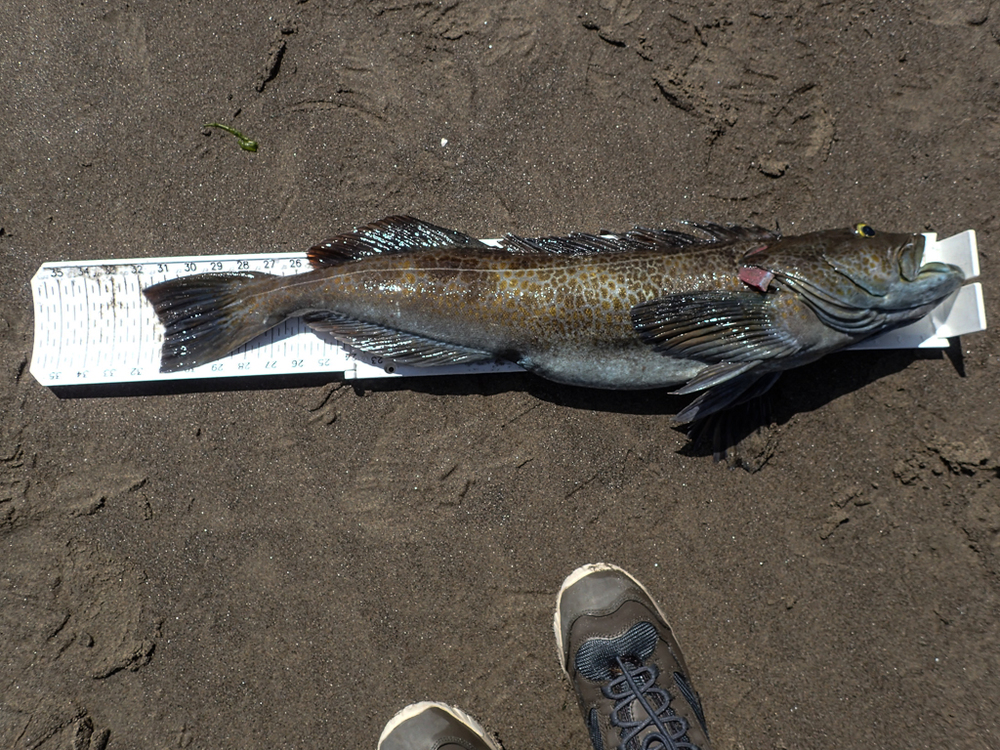 Ls lingcod 1