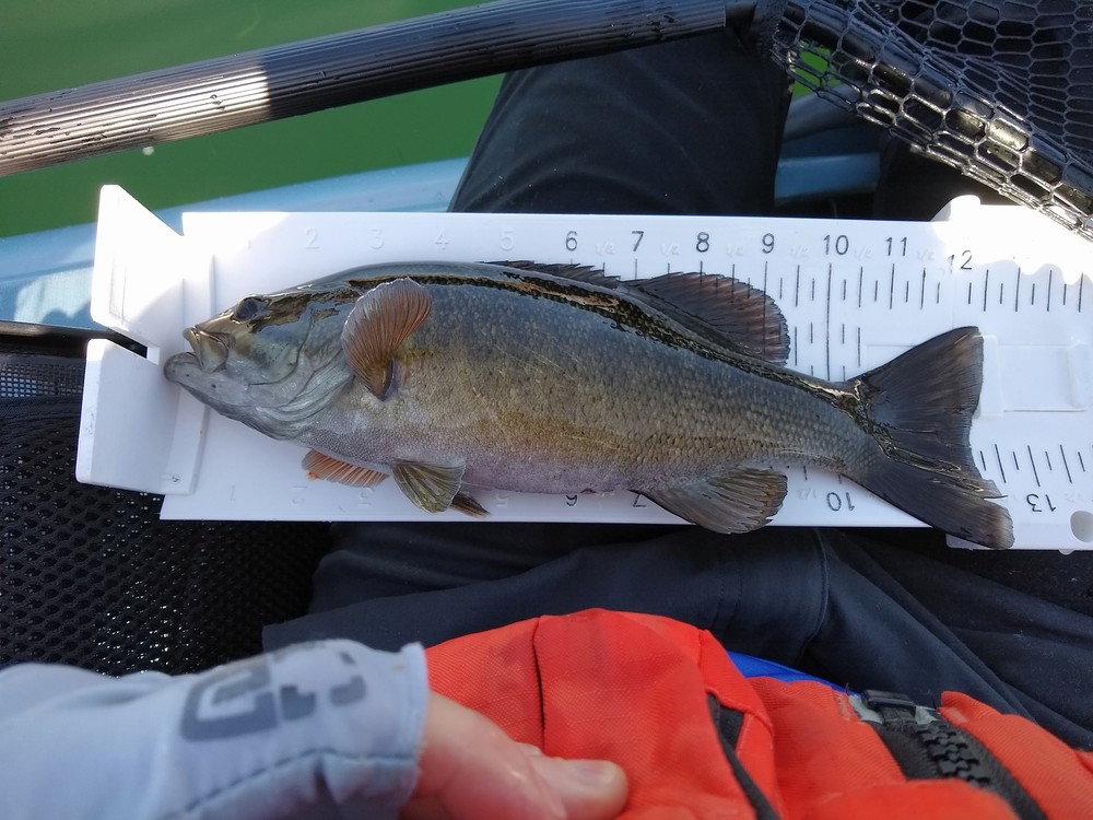 Smallmouth sm 1