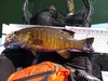 Smallmouth lg 1 thumb