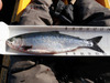 Kokanee thumb