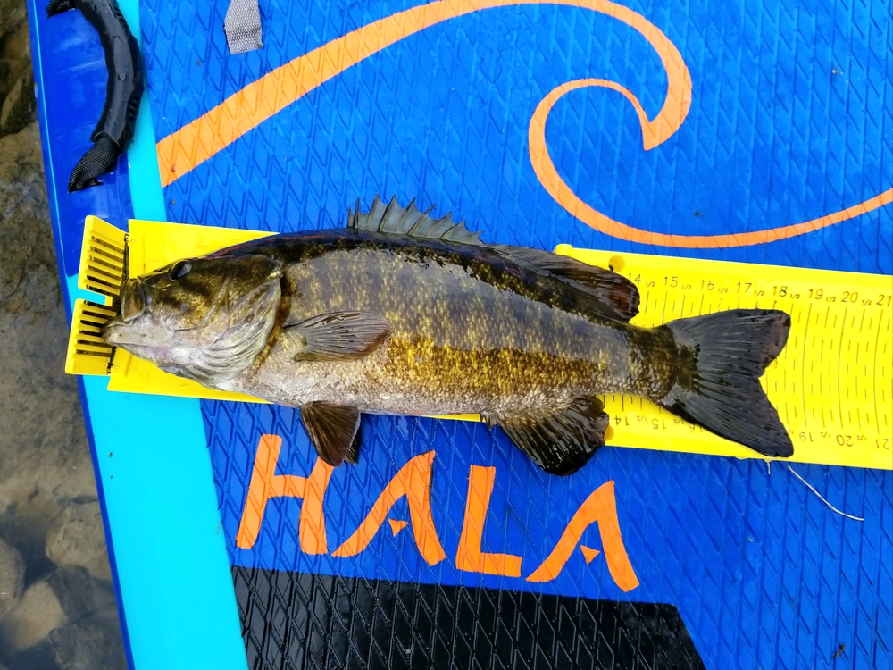 Smallmouth