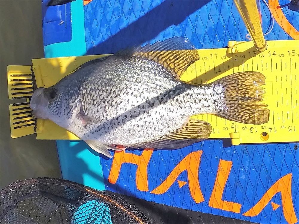 Crappie