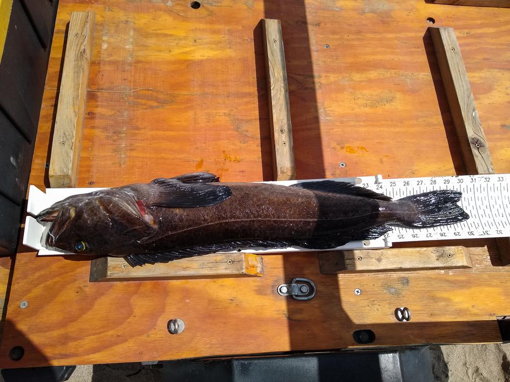 Aoty lingcod 1