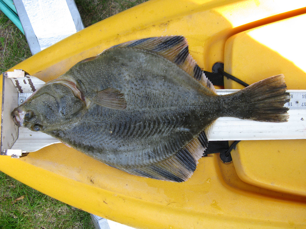 2020july28starry flounder18