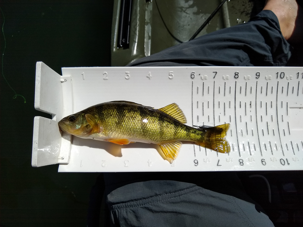 Perch1