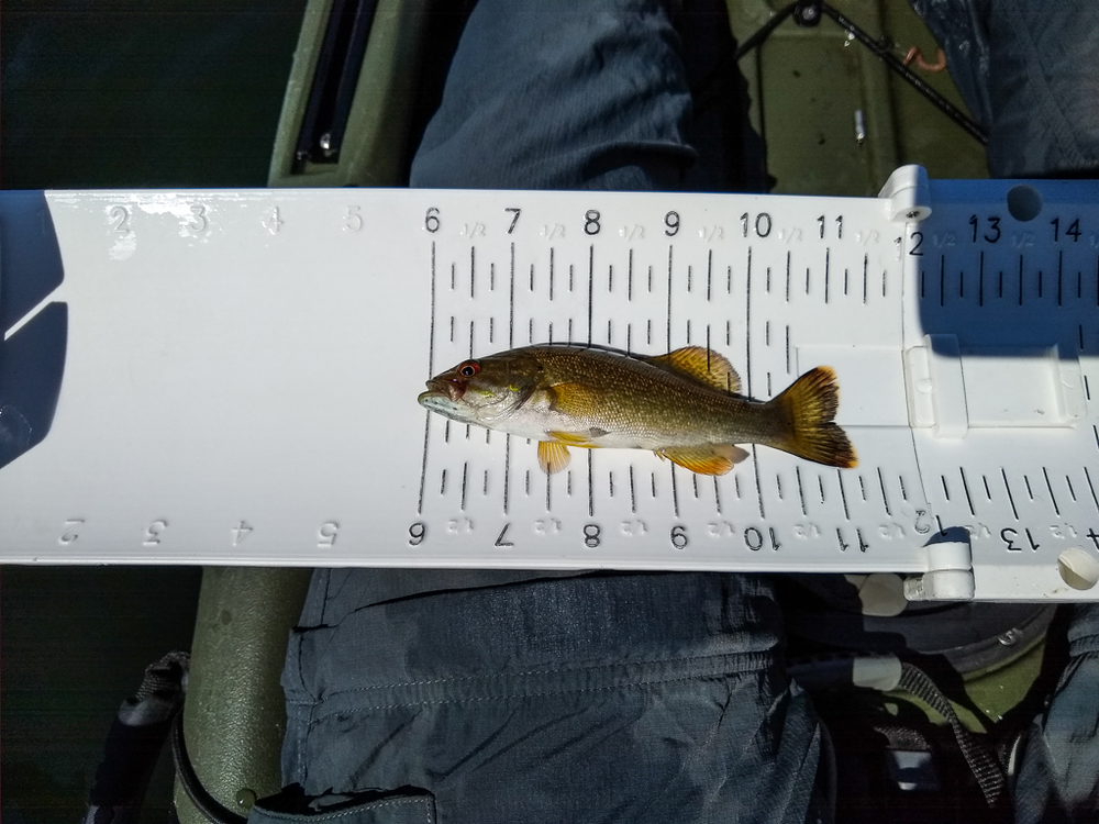 Smallmouth tiny1