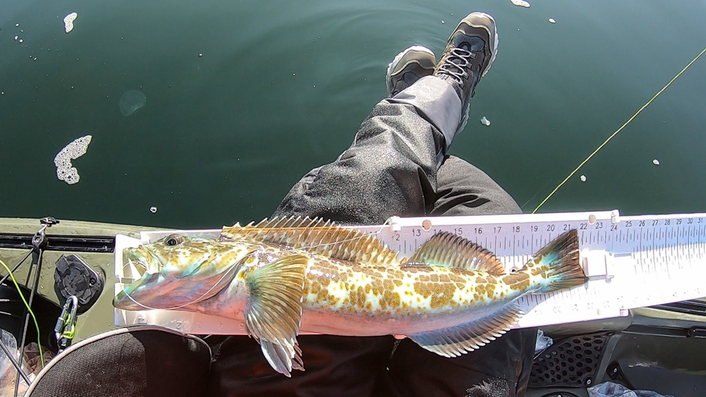 Aoty small lingcod 1