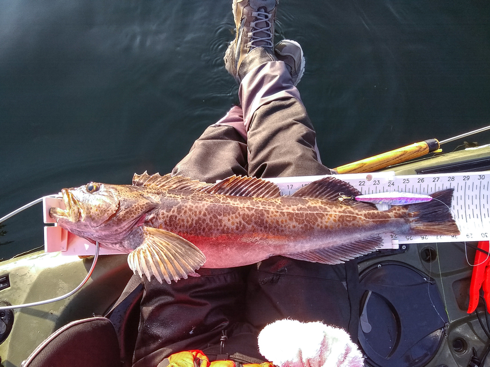 Aoty buzz bomb lingcod 1