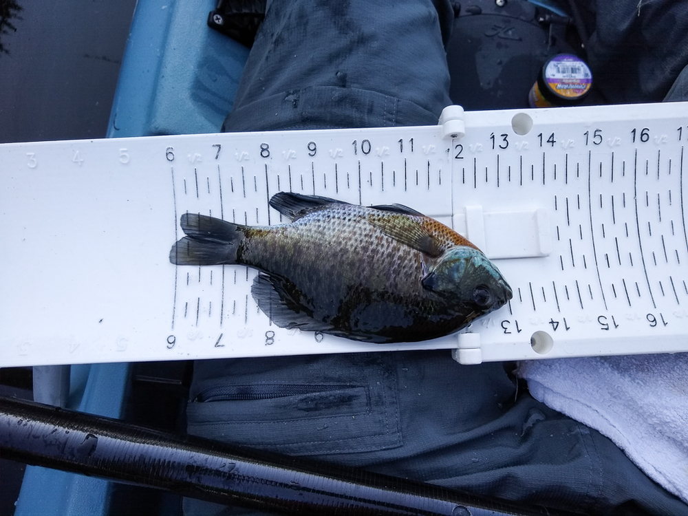 Panfish1