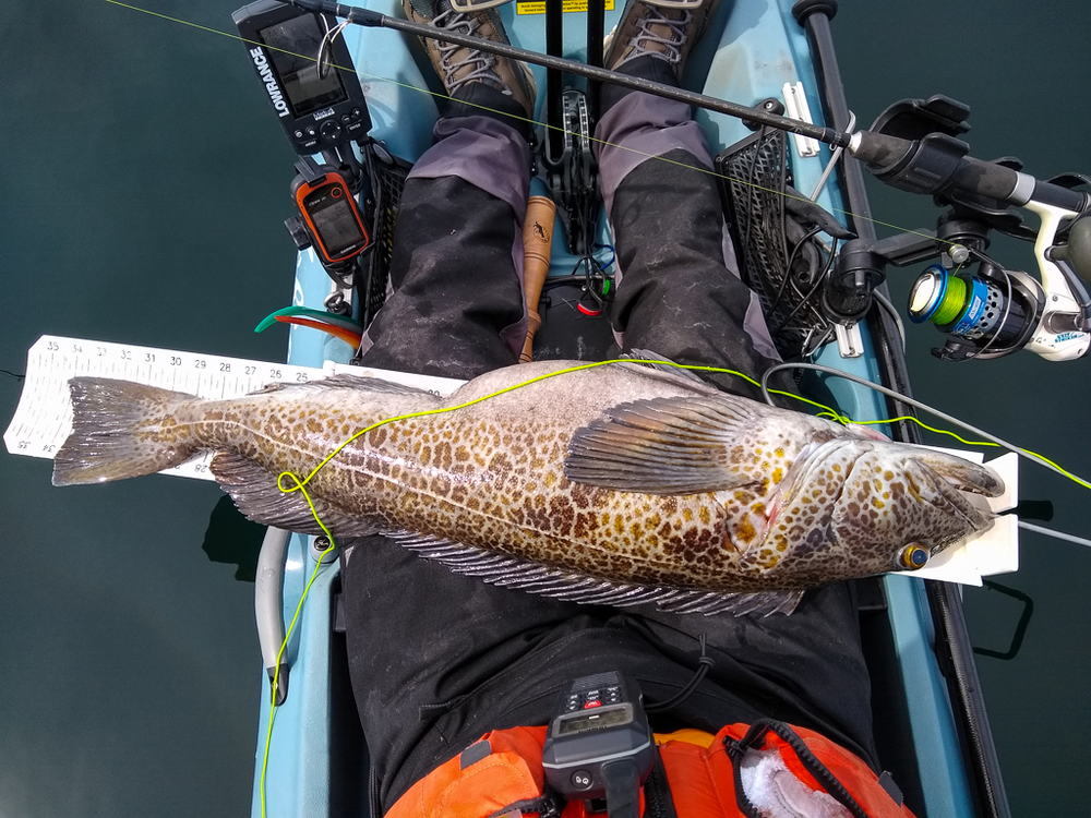 2021 lingcod 1