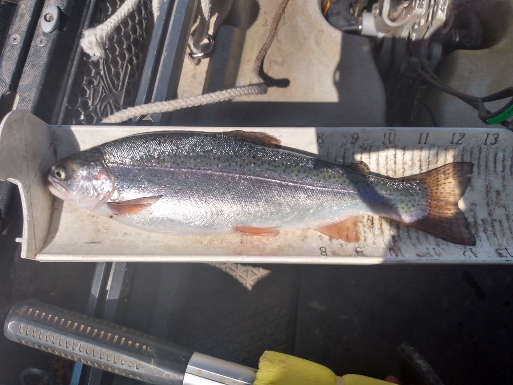 Rainbow trout aoty 4.18.21