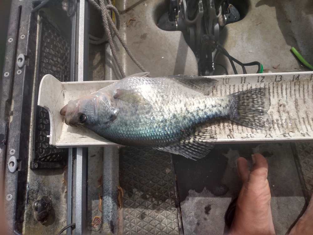 Crappie upgrade 4 30 21