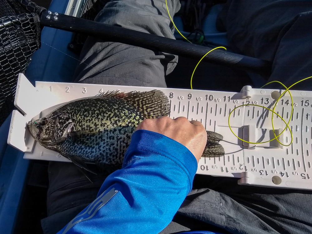2021 crappie fly 1